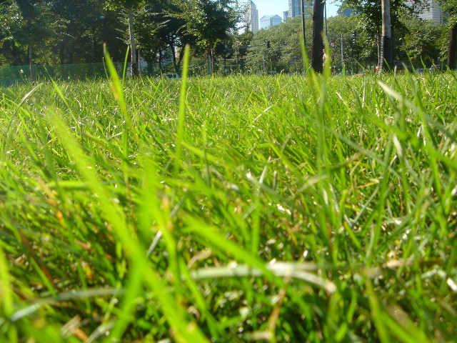 Field grass fence trees background free wallpaper for desktop - medium preview image