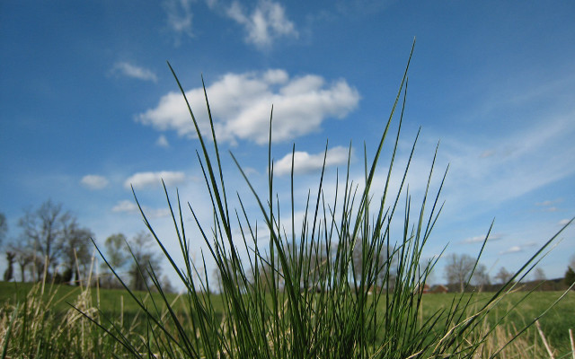 Grassy field blue sky clouds #2 free wallpaper for desktop - medium preview image