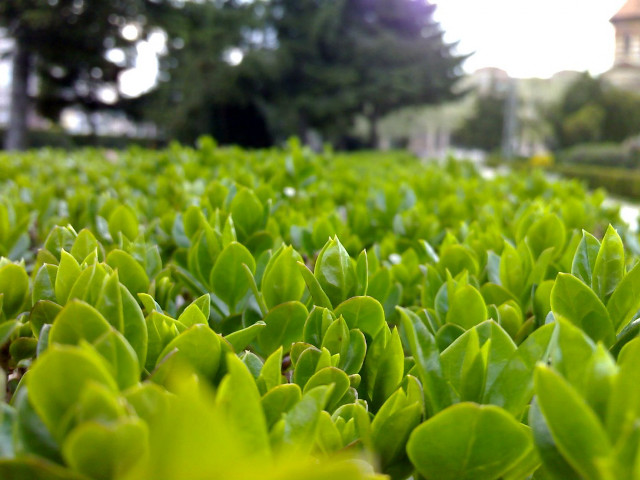 Green field building trees background free wallpaper for desktop - medium preview image
