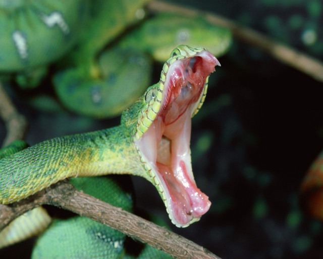 Green snake mouth open tongue #4 free wallpaper for desktop - medium preview image