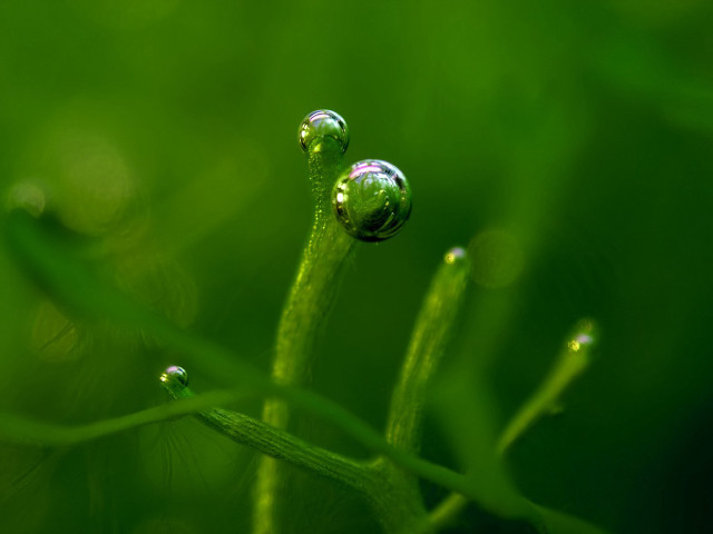 Water droplets plant macro nature #3 free wallpaper for desktop - medium preview image