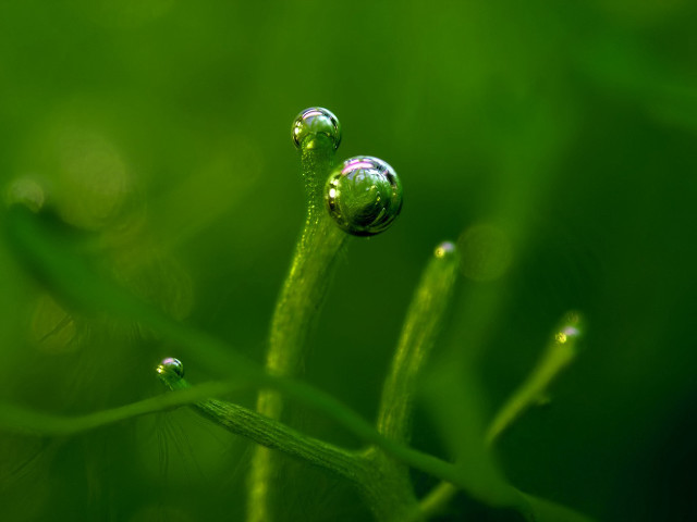 Plant water droplets macro green free wallpaper for desktop - medium preview image