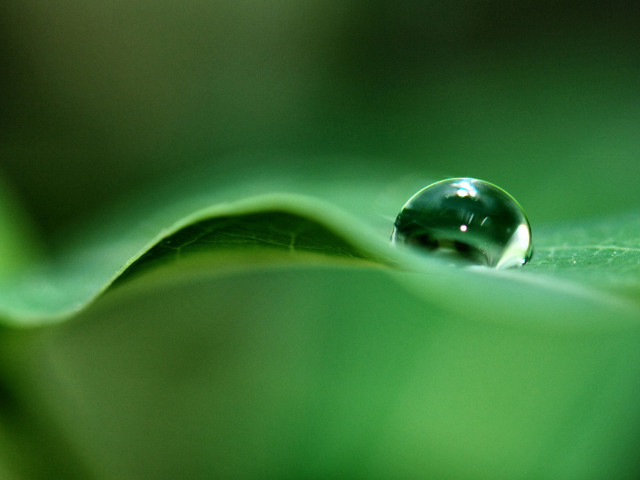 Water drop green leaf blurry #5 free wallpaper for desktop - medium preview image