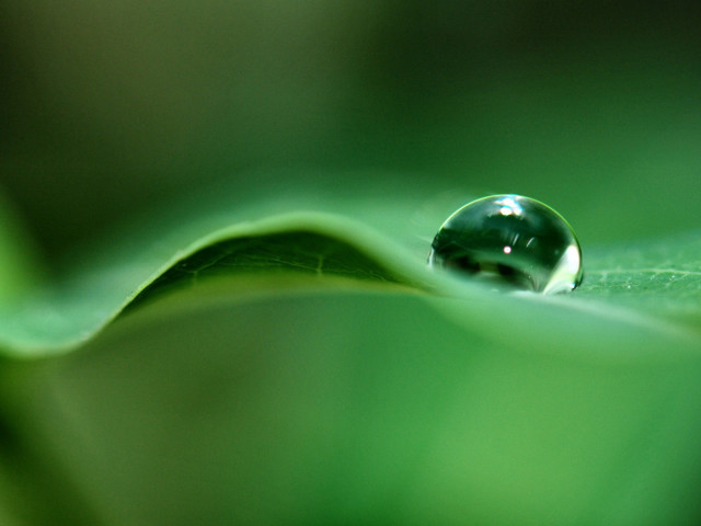 Water drop green leaf macro #5 free wallpaper for desktop - medium preview image