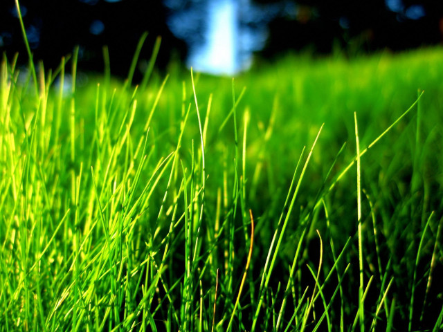 Grass forest blue sky macro free wallpaper for desktop - medium preview image