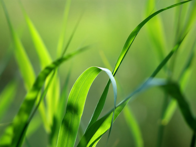 Close up green grass blurry #2 free wallpaper for desktop - medium preview image