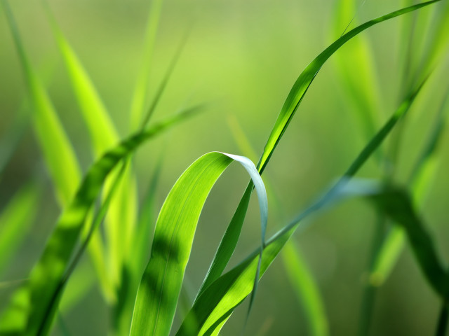 Green grass macro blur bokeh free wallpaper for desktop - medium preview image