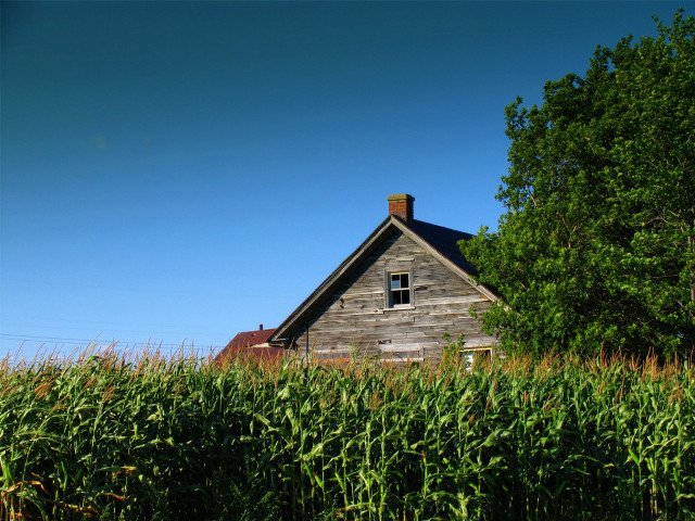 House field corn trees blue free wallpaper for desktop - medium preview image