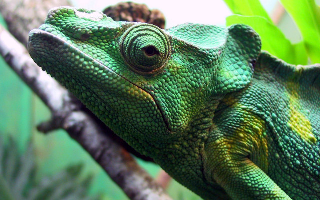 Green chameleon branch tree camera free wallpaper for desktop - medium preview image