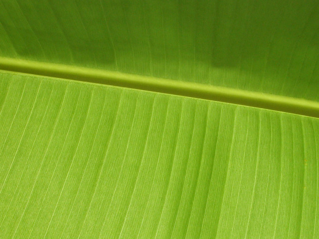 Green leaf macro banana williams free wallpaper for desktop - medium preview image