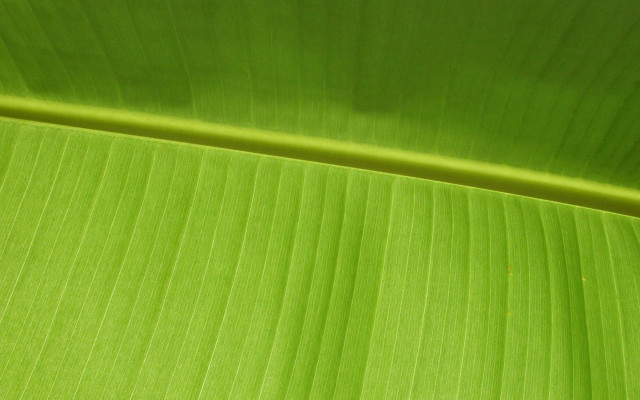 Green leaf banana macro tatami free wallpaper for desktop - medium preview image