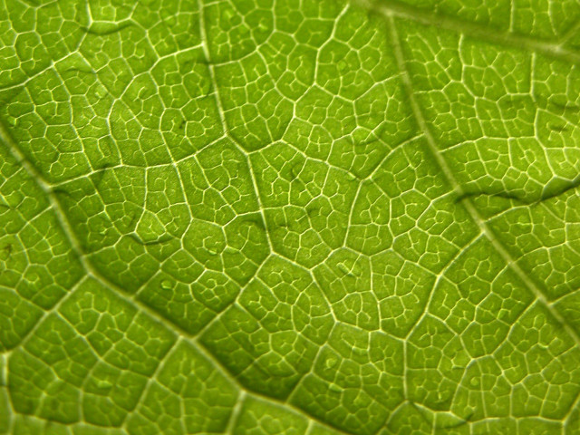 Close up green leaf surface free wallpaper for desktop - medium preview image