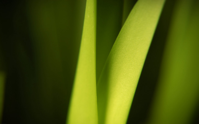 Green plant macro shallow depth #6 free wallpaper for desktop - medium preview image