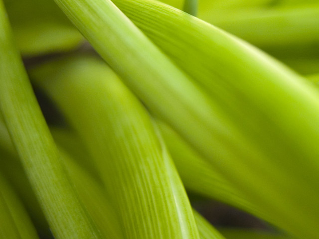 Green plant closeup long leaves #2 free wallpaper for desktop - medium preview image