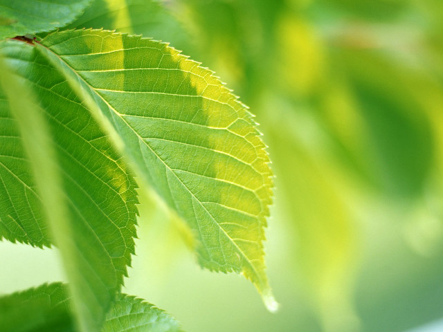 Close up green leaf blurry #2 free wallpaper for desktop - medium preview image
