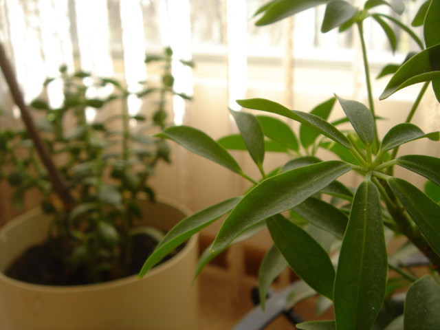 Potted plant green leaves window #2 free wallpaper for desktop - medium preview image