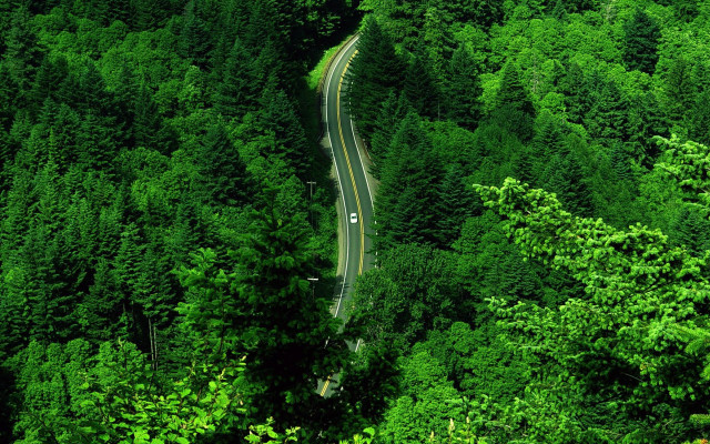 Lush green forest road car free wallpaper for desktop - medium preview image