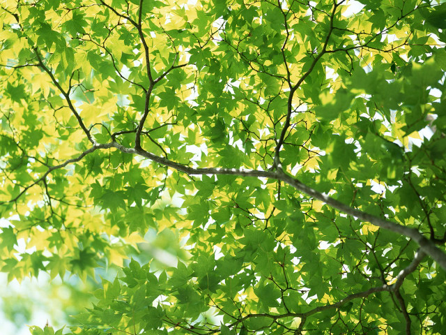 Tree green leaves white frisbee free wallpaper for desktop - medium preview image