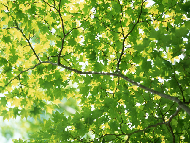 Tree green leaves white frisbee #3 free wallpaper for desktop - medium preview image