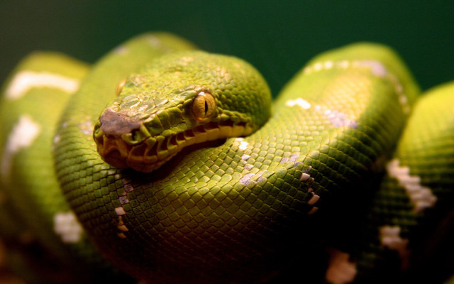 Green snake yellow stripe black #4 free wallpaper for desktop - medium preview image