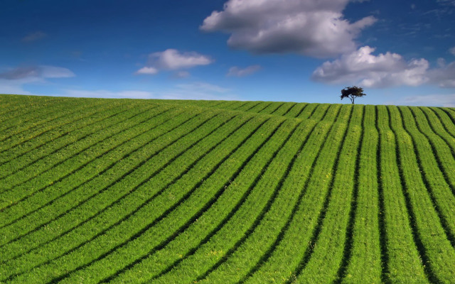 Lone tree green field blue #5 free wallpaper for desktop - medium preview image