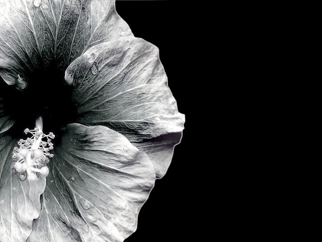 Black white flower black background #3 free wallpaper for desktop - medium preview image