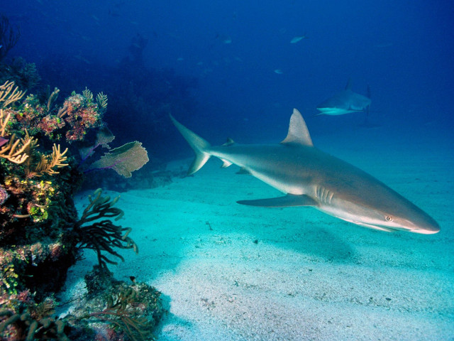 Large gray shark sandy bottom free wallpaper for desktop - medium preview image