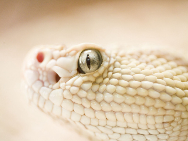Snake closeup white background black free wallpaper for desktop - medium preview image