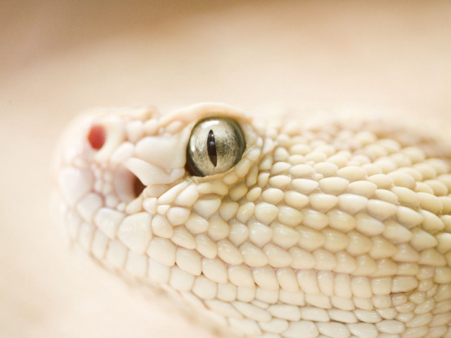 Snake head closeup white background free wallpaper for desktop - medium preview image