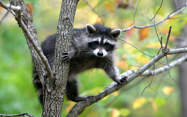 Raccoon climbing tree branch woods free wallpaper for desktop - medium preview image