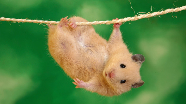 Hamster hanging upside down rope #2 free wallpaper for desktop - medium preview image