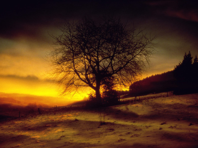 Lone tree snowy field sunset free wallpaper for desktop - medium preview image