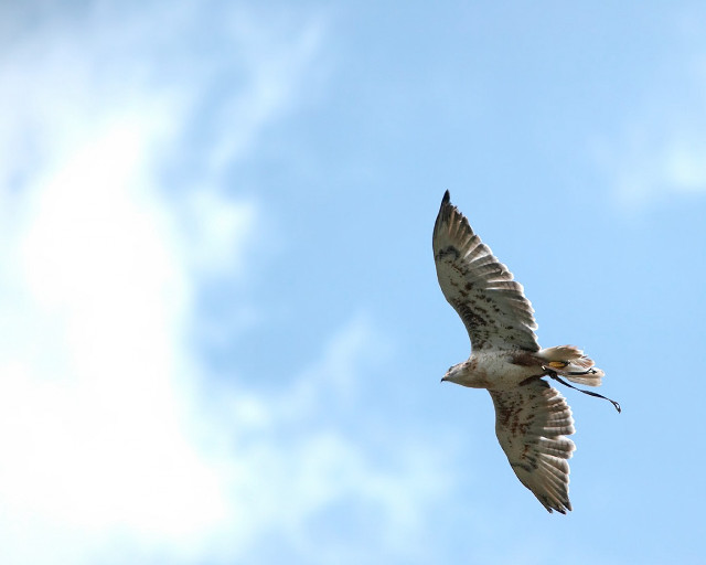 Bird flying blue sky clouds #2 free wallpaper for desktop - medium preview image