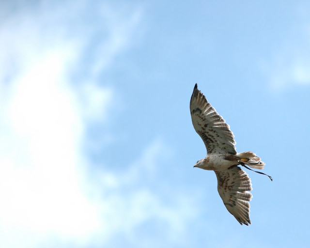 Bird flying blue sky clouds #3 free wallpaper for desktop - medium preview image