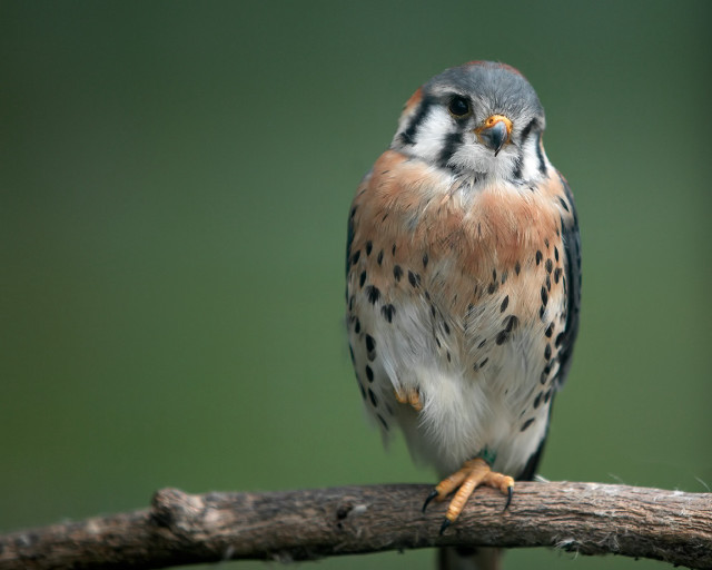 Bird sitting branch green background #2 free wallpaper for desktop - medium preview image