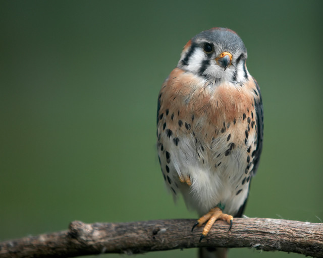 Bird sitting branch green background free wallpaper for desktop - medium preview image
