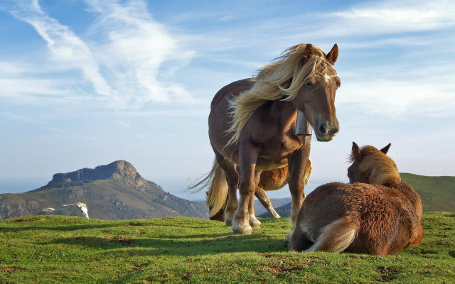 Horse foal grassy hill mountain #3 free wallpaper for desktop - medium preview image