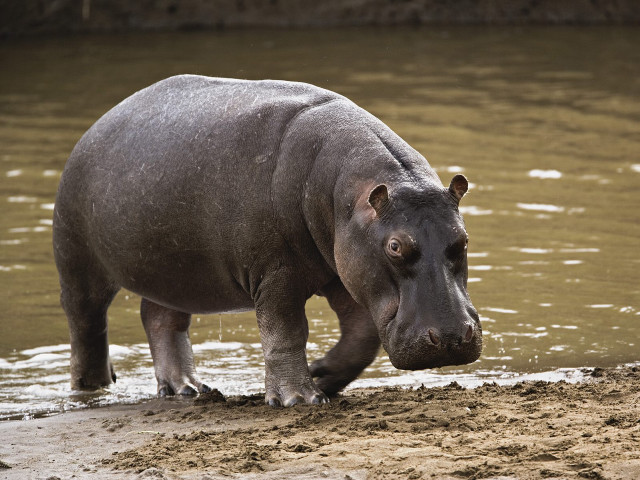 Hippo standing water head sand free wallpaper for desktop - medium preview image