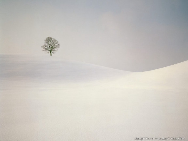 Lone tree snowy landscape blue #2 free wallpaper for desktop - medium preview image