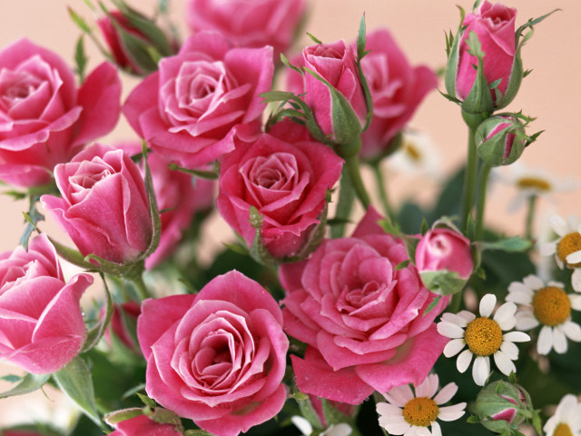Vase pink roses white daisies #4 free wallpaper for desktop - medium preview image