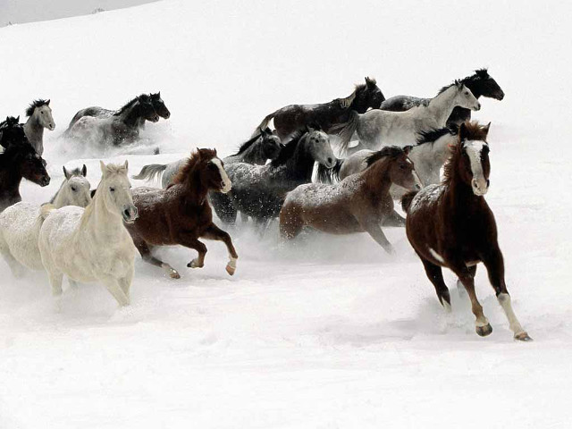 Herd horses running snow field free wallpaper for desktop - medium preview image