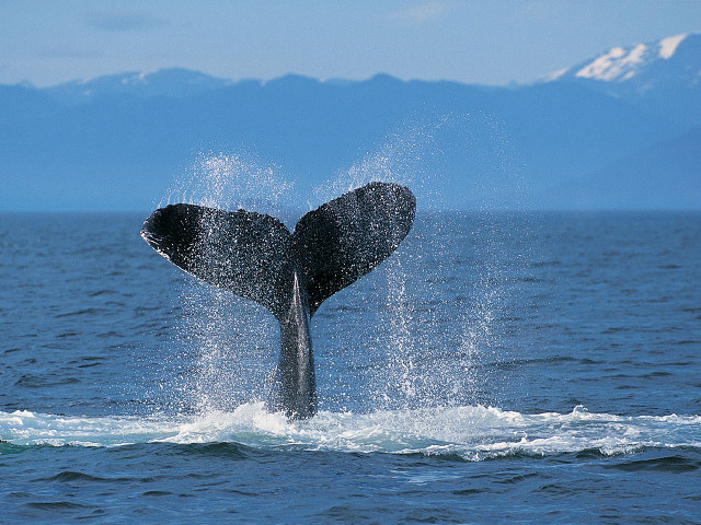 Whale jumping water mouth open #3 free wallpaper for desktop - medium preview image