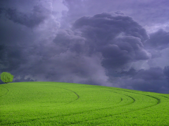 Green field tree storm cloud #2 free wallpaper for desktop - medium preview image