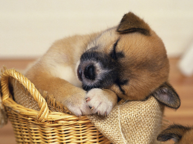 Small dog sleeping basket floor #4 free wallpaper for desktop - medium preview image