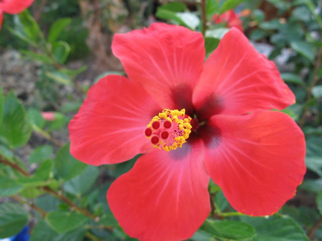 Red flower yellow center green #12 free wallpaper for desktop - medium preview image