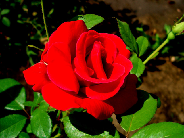 Red rose green leaves garden free wallpaper for desktop - medium preview image