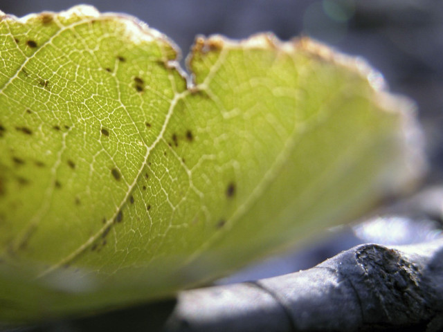 Leaf dirt closeup blurry background free wallpaper for desktop - medium preview image
