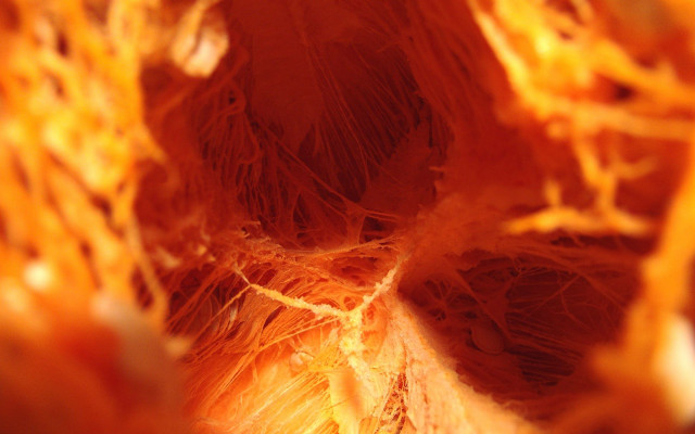 Orange flower closeup blurry background #4 free wallpaper for desktop - medium preview image