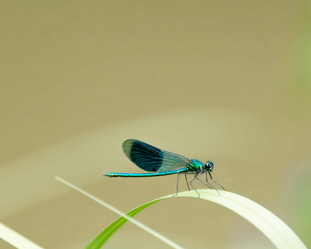 Blue dragonfly green stem lightbrown #3 free wallpaper for desktop - medium preview image