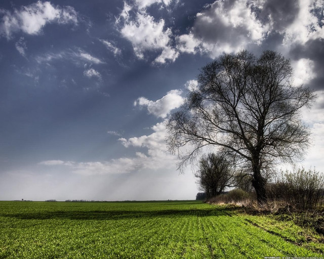 Tree field sky clouds sunbeam free wallpaper for desktop - medium preview image
